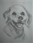 “Sparky” Graphite Private Commission Mr. And Mrs. C. Woods New Braunfels, Tx.