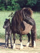 Firelights Annie Fannie & her Mike foal, has the lacing, Reds dtr