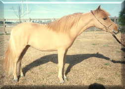 Millers Reds Lady Katie dam of Frame sons Reds dtr
