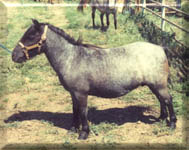 Sitelle Van’t Huttenest to old Hope sister Lines/Roans
