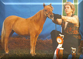 Jr. Reserve Mare, Millers Reds Lady Katie at DMHS AMHA show