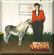 91 Nationals Mike top ten Halter, Color & Amateur-AMHA