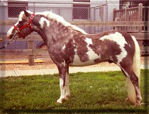 Van Lo's Overo Kid Calico National Champion and sire to Champions & the PtHA Horse of the Year for 2000 B Div. Sire to Miller's stallion Chaps