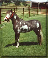Van Lo's Cookie N Cream Many times National Champion and Reserve Nat'l. Ch. Also, the 2000 PtHA Horse of the Year B Div.