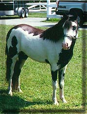 A Van Lo bred Black & White Frame