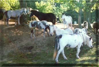 Part of Samples herd of overos