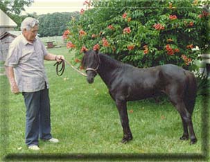 Vance & a black Van Lo Bred Stallion