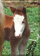 new foal