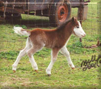 new foal