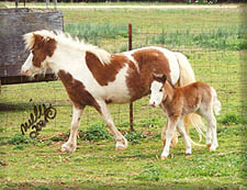 shoni and her new filly
