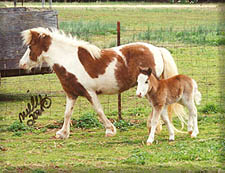 shoni and her new filly